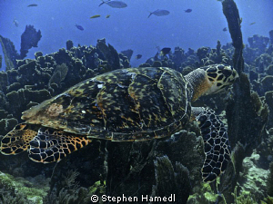 Turtle by Stephen Hamedl 